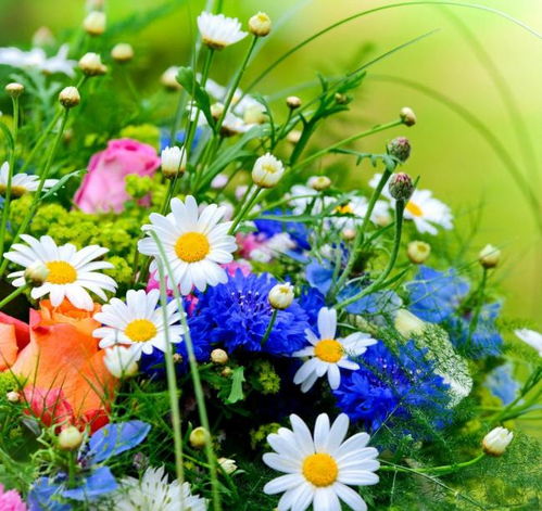 属马女性2026年运势如何变化？