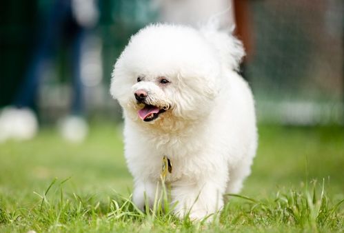 82年属狗大海水命的公司名字叫什么好？