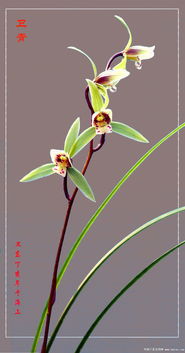 如何从花取名大全中挑选一个优雅的花名？