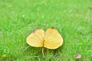 属牛者：稳重支持与固执心态的调和