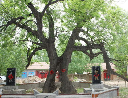 二、茶叶树的风水特性分析