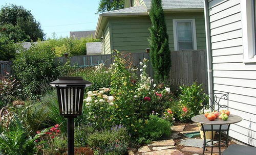 1. 桔子树的逆天改命功效