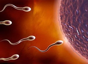 辰龙：土气运化与生殖系统的防范性维护