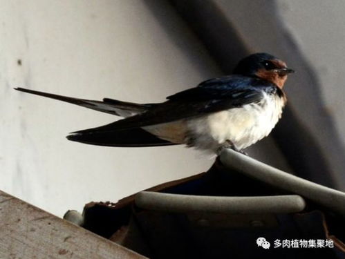 风水学中，家门口或大门口鸟儿死亡，究竟预示着什么不祥之兆？