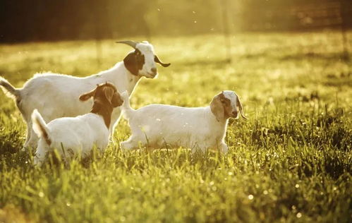 2026年属羊人的幸运手机号码是多少？67年属羊人在2026年的幸运色是什么？