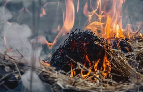 梦见被白龙吞噬，这预示着什么不祥的征兆？