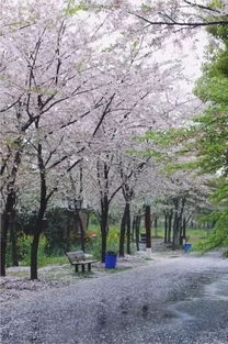 门口挖沟种樱花，这样的风水布局有什么讲究吗？