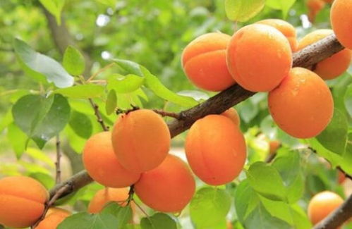 青杏子都是骗人的