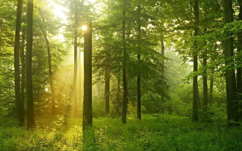 （二） 八字成分缺失导致的压制效应