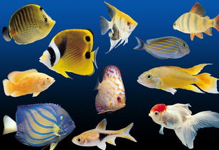 风水中温顺热带鱼的作用：调和气场与改善运势