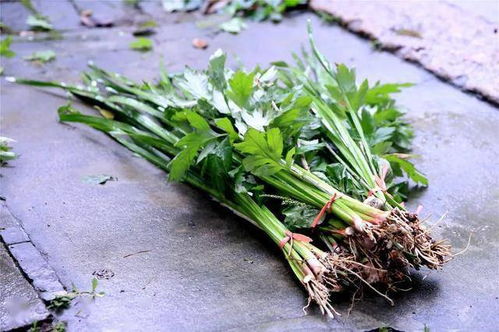 悬挂艾草菖蒲：祛病防瘟的古老智慧
