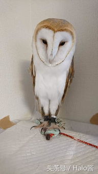 威风凛凛的生肖是哪一个呢？