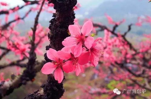 5. 水瓶座——上旬桃花运势佳至羡煞旁人