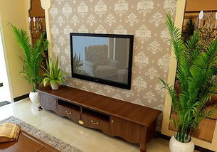 3. 常绿灌木——金钱树（Zamioculcas zamiifolia）亦称万年竹