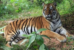 1986年出生属虎的女性是不是注定会经历两次婚姻呢？