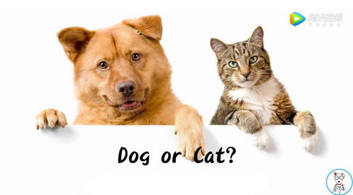 梦到狗和猫， 梦中奇怪情景的国学风水解析
