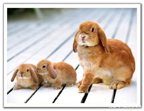 2026年属兔剪发吉日和属兔理发时间吉日2025分别是哪一天？