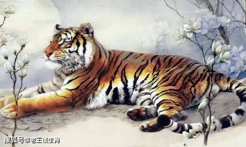 属虎的人下午出生是否意味着拥有最富贵的时辰？