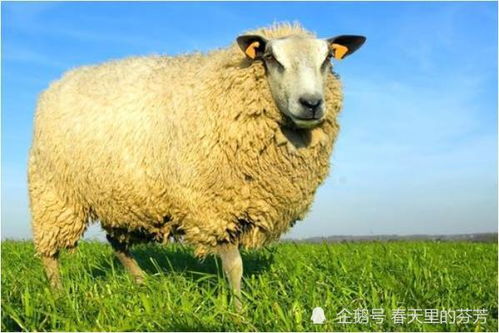 二、职业与财富双轮驱动的发展动态