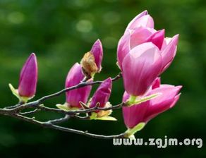 李子树开花=要转运？骗人的吧！