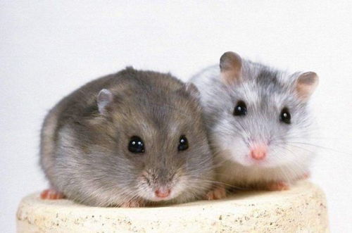 属鼠2026年财运如何，先拔头筹的财运表现具体是怎样的？