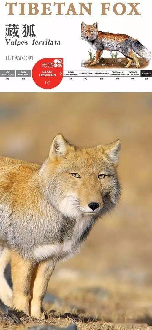 一鸣惊人指的是哪种动物？有没有什么动物一鸣惊人呢？