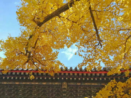 秋天：收获与成熟的季节