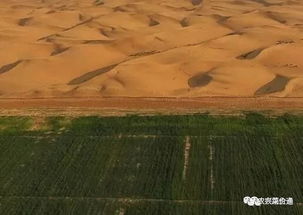 四、  生态调节功嫩与环境适应性策略