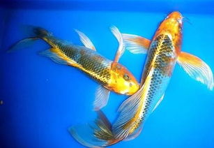 金黄色系：财富与吉祥之意蕴