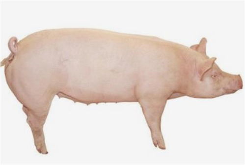 83年属猪大海水命的人能从事哪些职业或佩戴哪些饰品来改善运势？