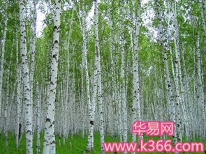 一、 那个关于白桦树的诡异夜晚