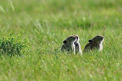 1995年属猪的男性与属鼠的女性结婚是否相配？