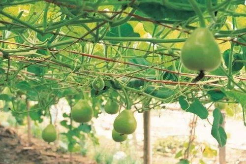 风水上葫芦适合在家种植养护吗？