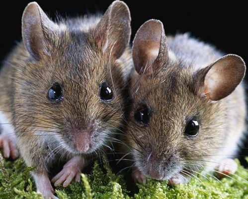 1996年属鼠的，在百年难遇的2026年，这生肖轮回意味着什么？