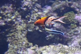 千奇百怪是什么生肖，这个生肖特点千奇百怪吗？