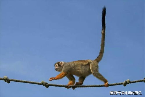 巍然不动打一生肖，哪个生肖尾巴特长？