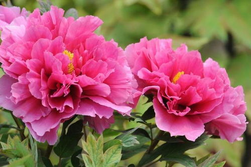 院里种植牡丹对风水有好处吗？