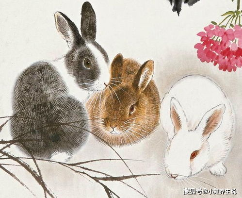 蛇与兔子生肖配对，蛇的年龄表里，蛇和兔子能否携手合作？