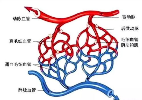 二、 原始命理资料呈现