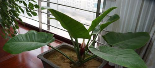 （一） 基质选择与土壤管理