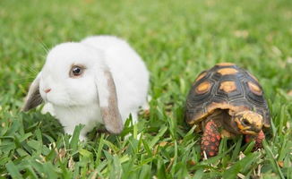 属兔射手座2026年事业运势如何？属兔射手座今日运气怎样？