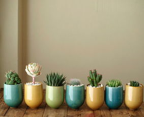 一、 家居风水中花卉植物的作用与意义