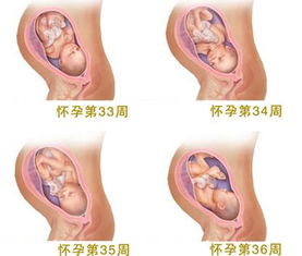 胚胎发育：孕育崭新生命的基石