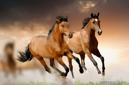 风水学中，马与马婚配如何调整布局以改善运势？