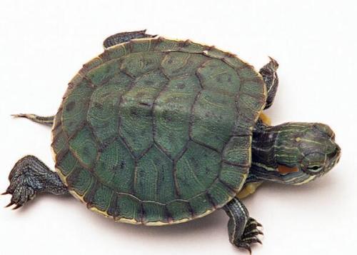 “乌龟山”地形：聚气纳祥之关键