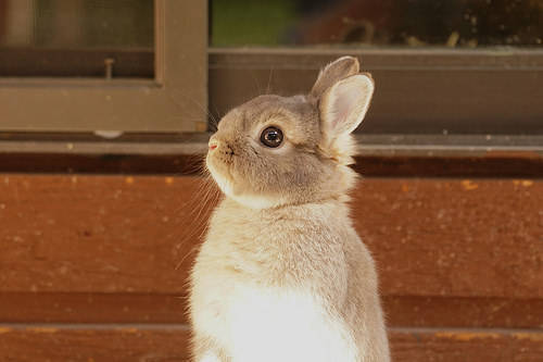 2026年属兔6月提车吉日和1月最佳提车日分别是哪天？