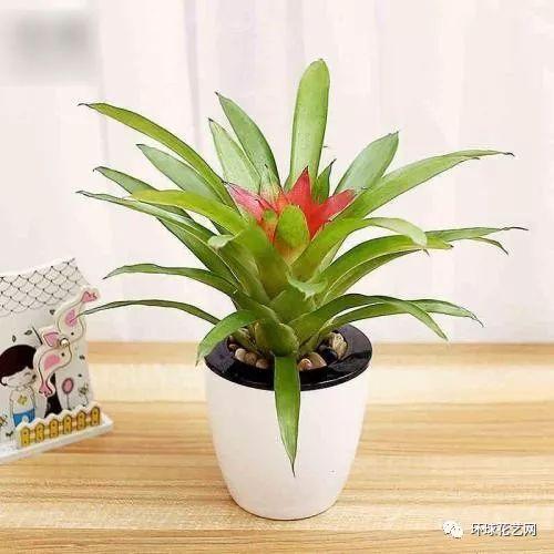 (二) 绿植配置对气场调节作用