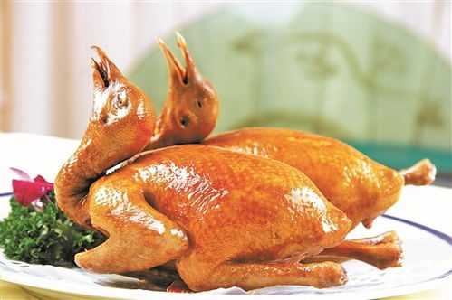 二、光明乳鸽——鸽子中的贵族