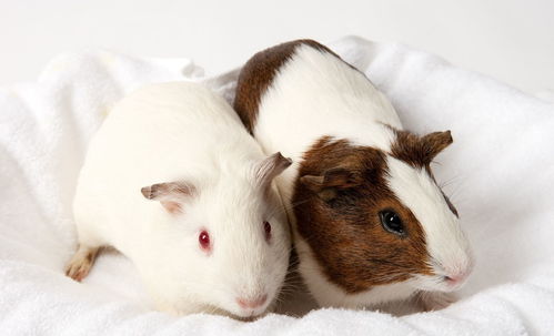 1972年属鼠人2026年运势如何？永久吉利的数字是哪些？