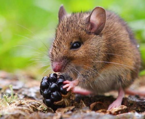 见异思迁指的是哪种动物，能改写为长尾吗？